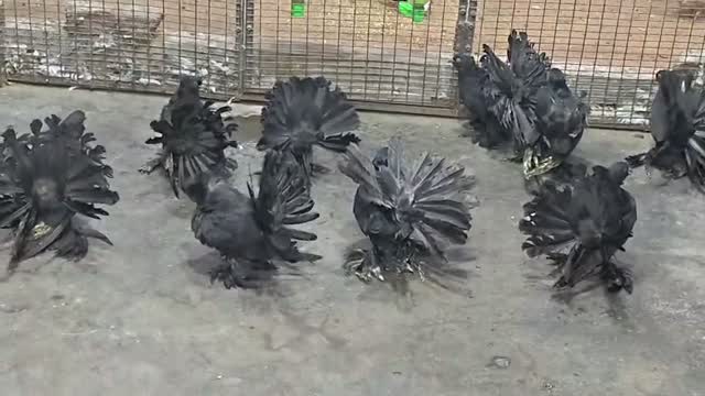 Satin Pigeon, farm video