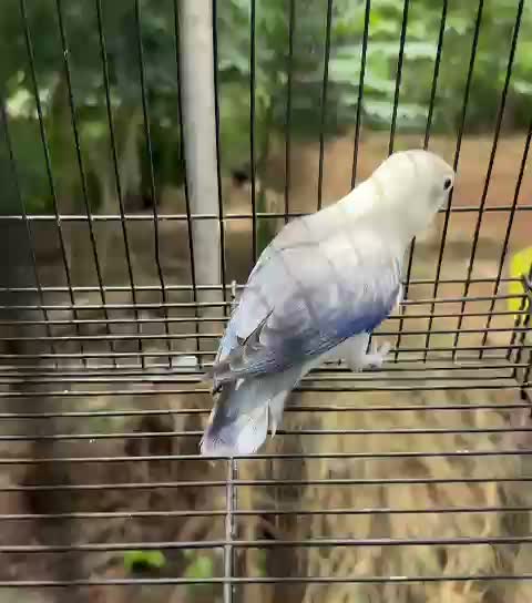 African Love Birds, farm video