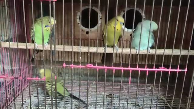 Holland Budgies, farm video