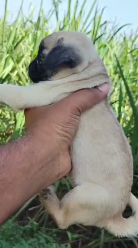 Pug Puppy, farm video