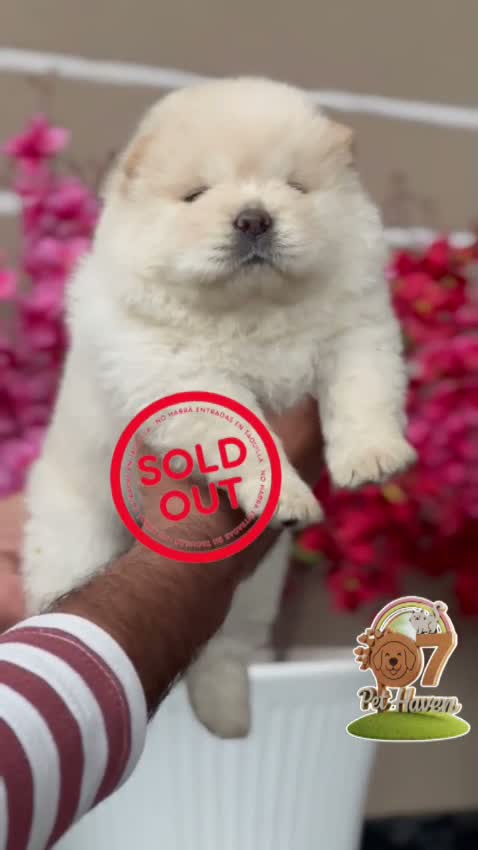 Chow Chow Puppies, farm video
