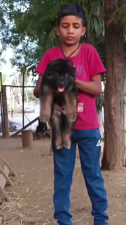 German Shepherd Puppy, farm video
