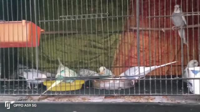 Budgies | Fallow, farm video