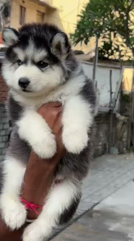 Siberian Husky Puppy | Black & White Color, farm video