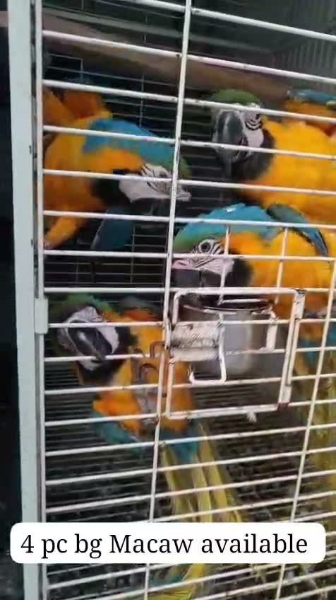 Blue Throated Conure, farm video