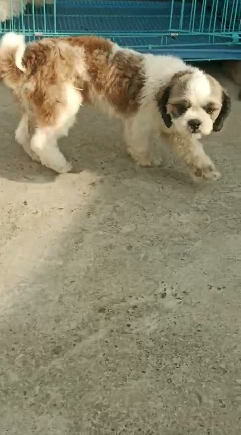 Shih Tzu | Black Color, farm video