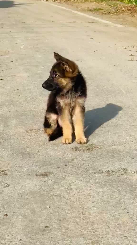 German Shepherd Puppy, farm video