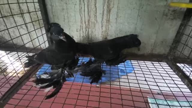 Rat, farm video