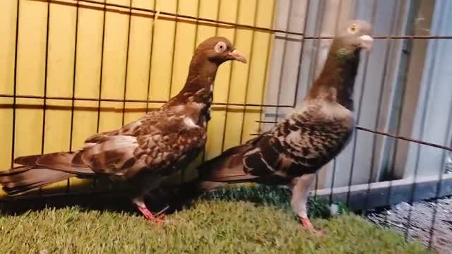 Gulliver Pigeon, farm video