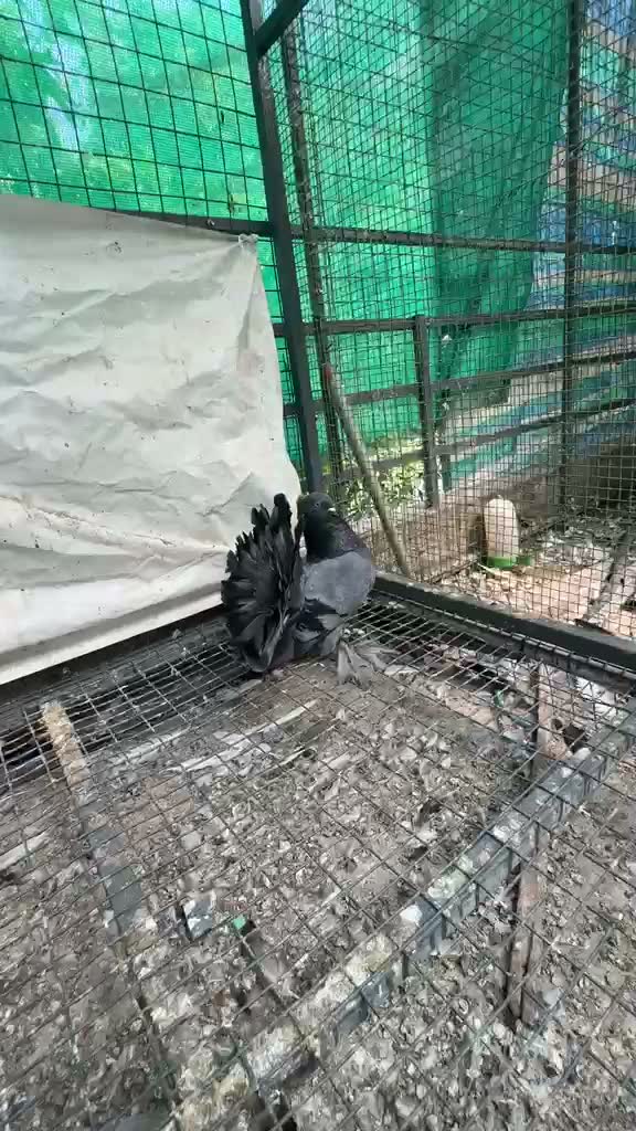 Chotiyal Pigeon, farm video