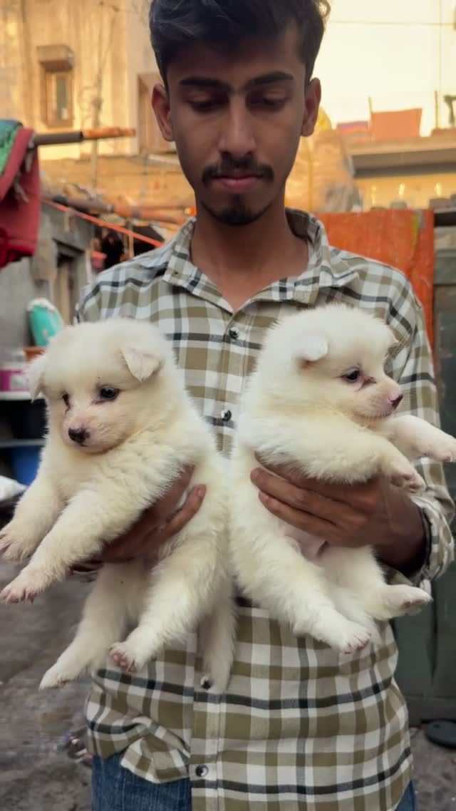 Culture Pom Puppy, farm video