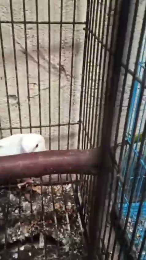 Albino Monk, farm video