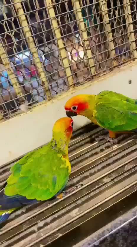 Small Cheek Conure, farm video