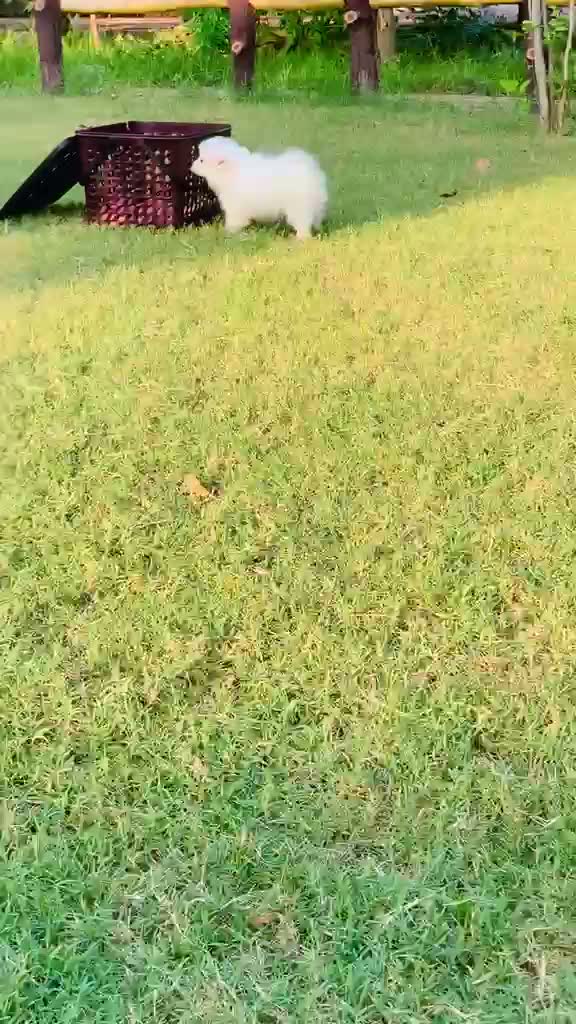 Culture Pom Puppy, farm video