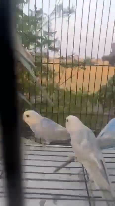 Budgies | Fallow, farm video
