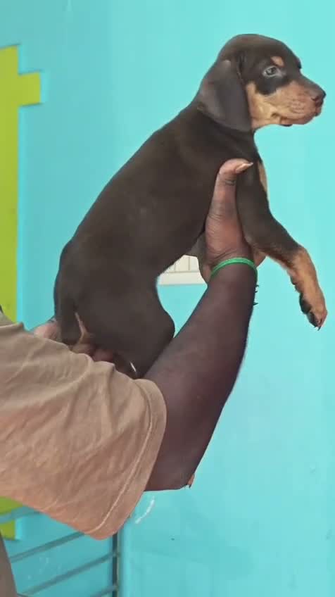 Doberman Pinscher Puppy, farm video
