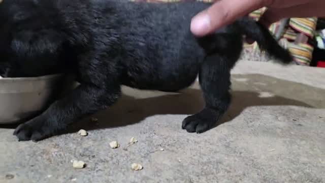 Beagle Black & Tan Puppy, farm video