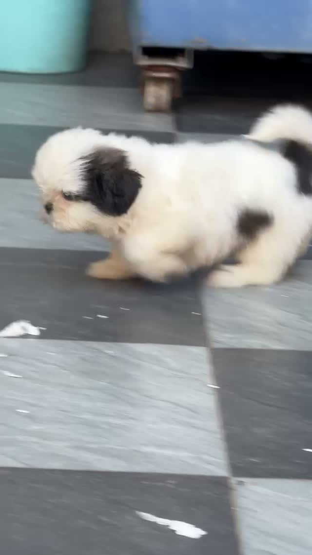Shih Tzu | Black Color, farm video