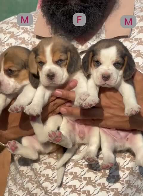 Dachshund Puppy, farm video