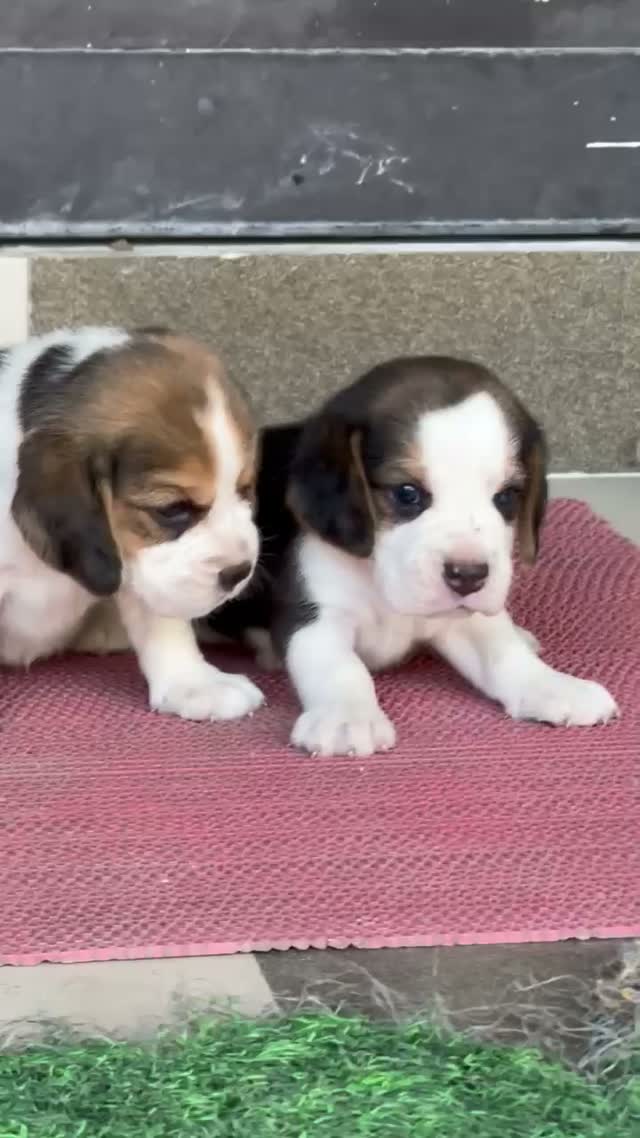 Beagle Black & Tan Puppy, farm video