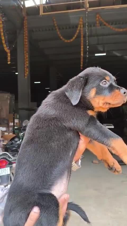 Rottweiler Puppy, farm video