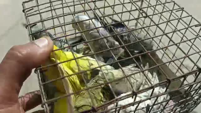Budgies | Fallow, farm video