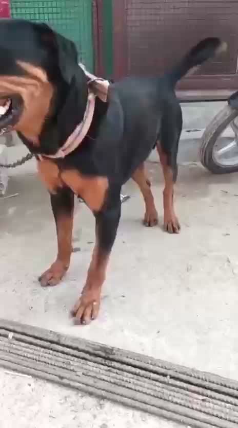 Rottweiler Puppy, farm video