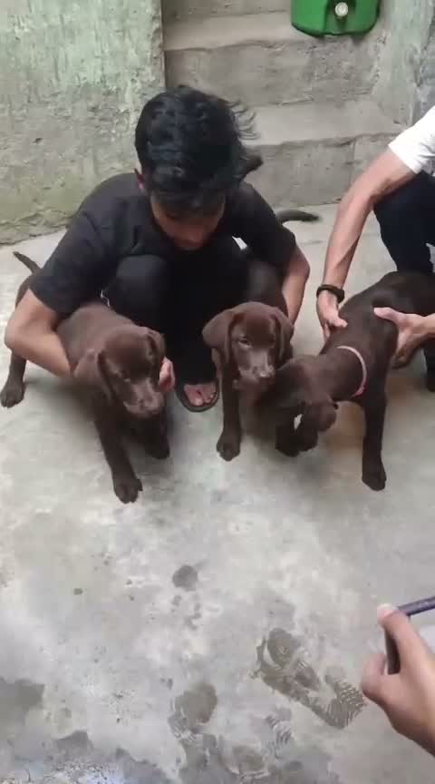 Beagle Black & Tan Puppy, farm video