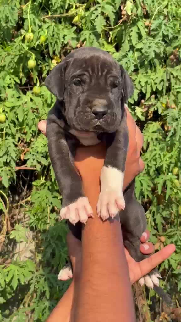 Great Dane Puppy, farm video