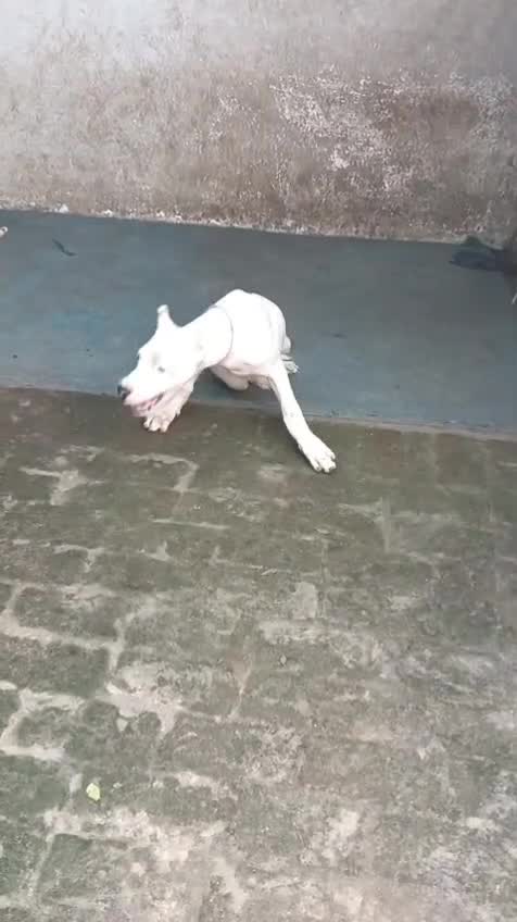 Dogo Argentino Puppy, farm video