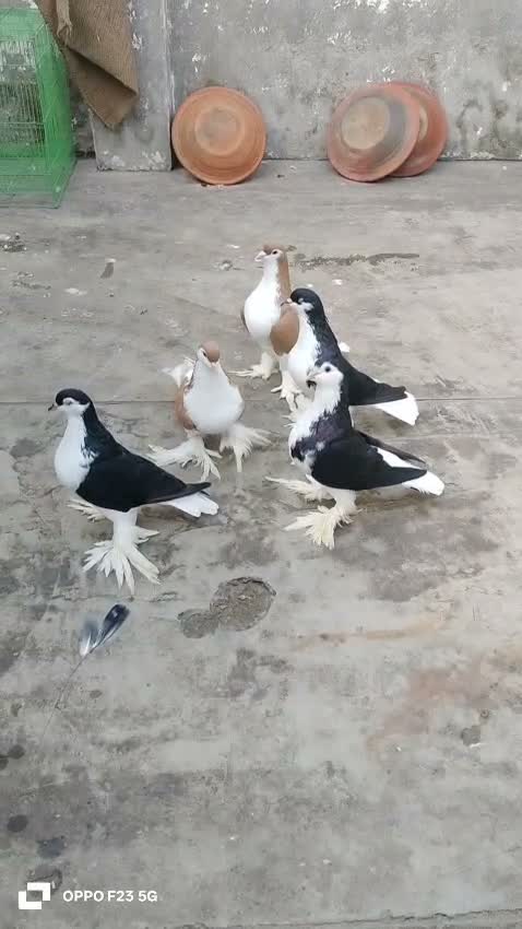 Fantail Pigeon, farm video