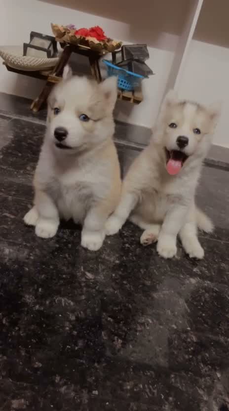 Siberian Husky Puppy | Black & White Color, farm video