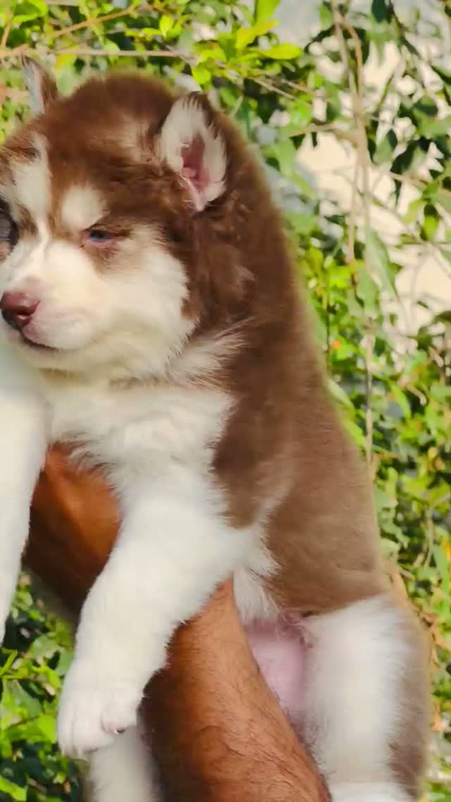 Siberian Husky Puppy | Black & White Color, farm video