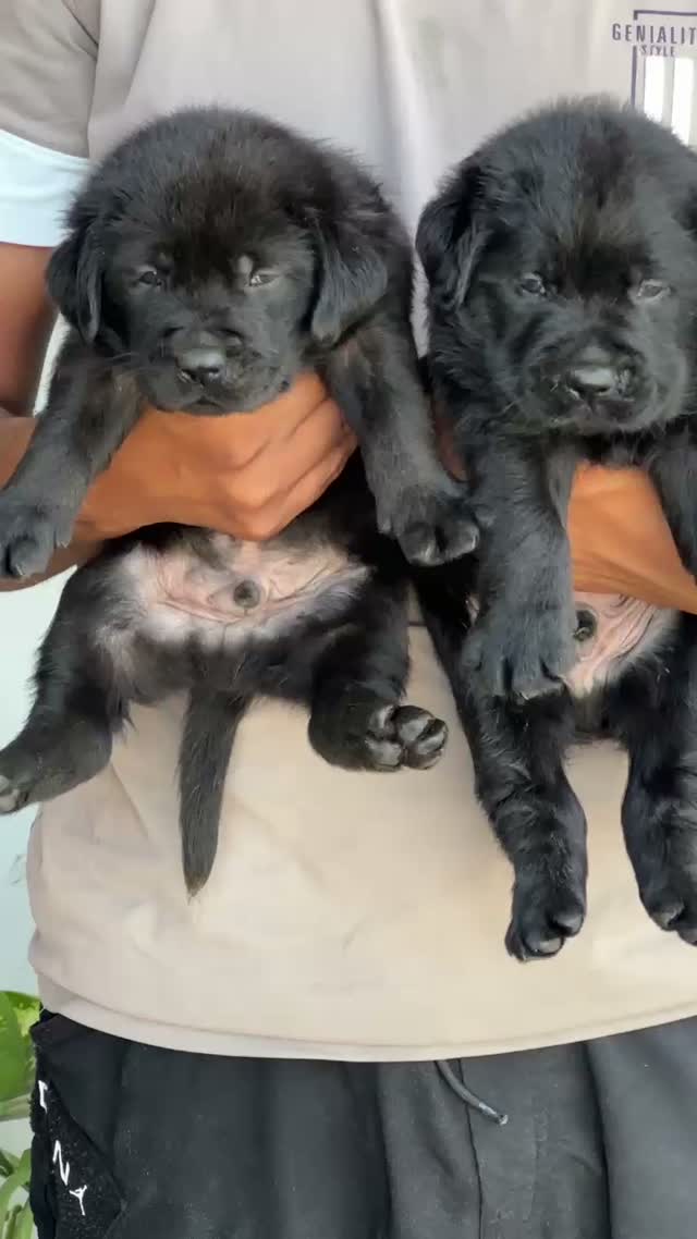 Beagle Black & Tan Puppy, farm video