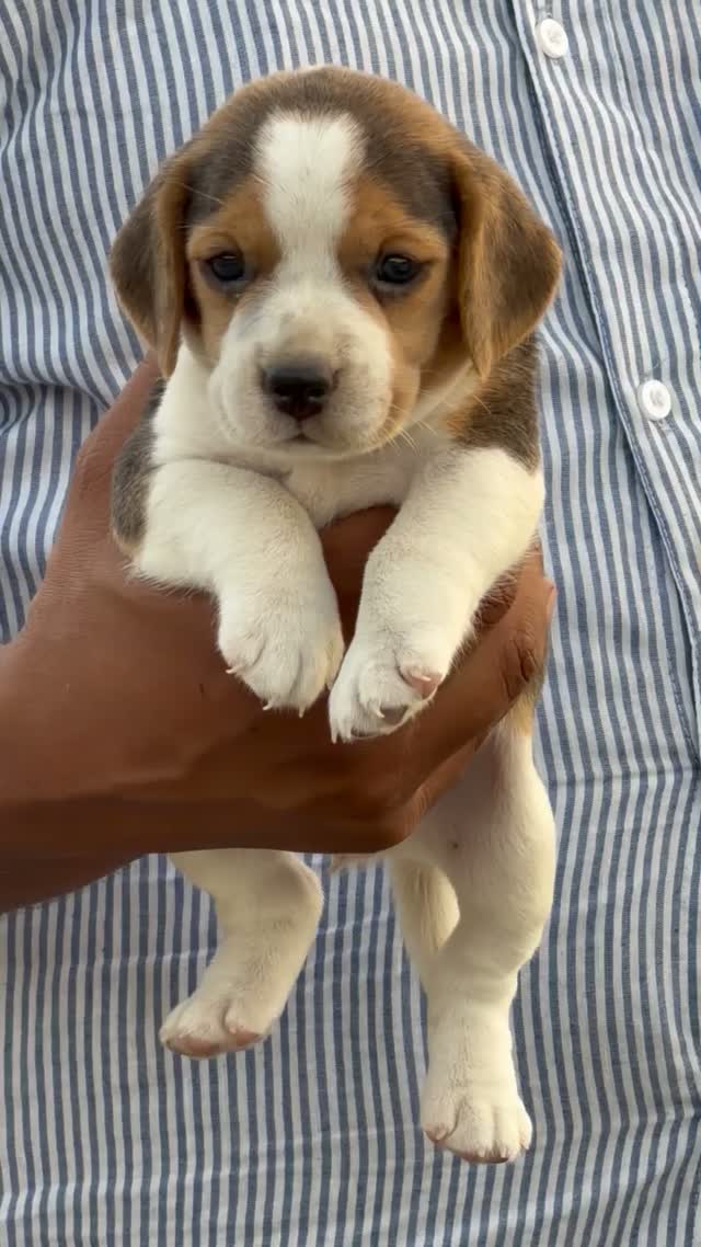 Beagle Black & Tan Puppy, farm video