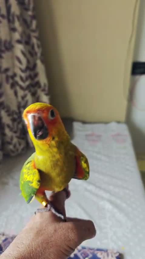 Small Cheek Conure, farm video