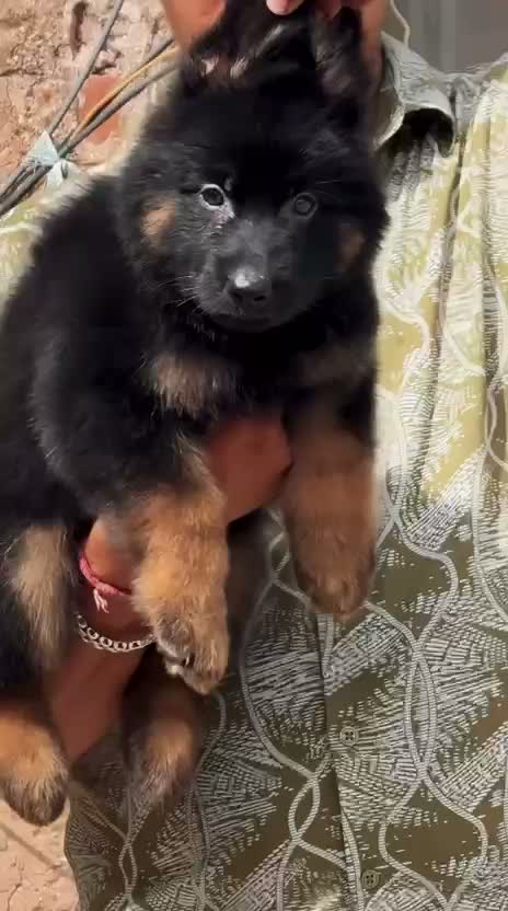 German Shepherd Puppy, farm video