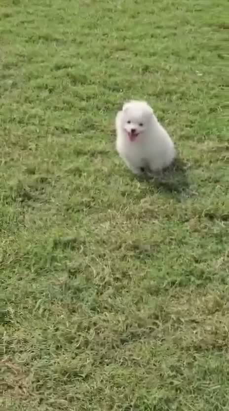 Culture Toy Pom Puppy, farm video