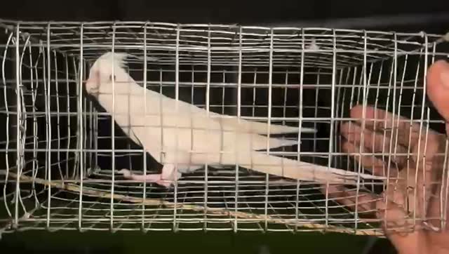 Cockatiel, farm video