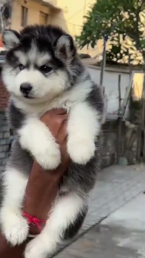 Siberian Husky Puppy | Black & White Color, farm video