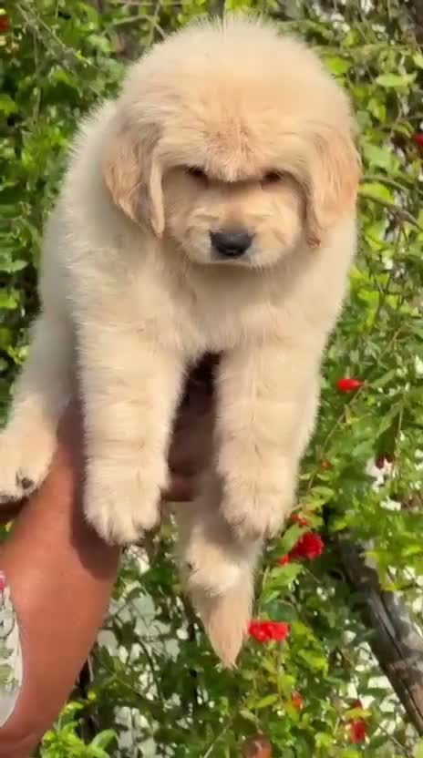 Golden Retriever, farm video