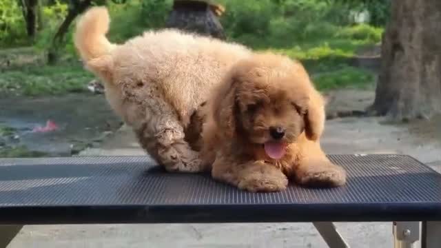 Doodle, farm video