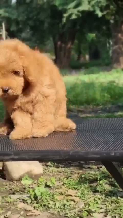 Doodle, farm video