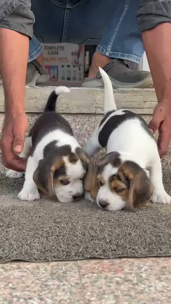 Beagle Black & Tan Puppy, farm video