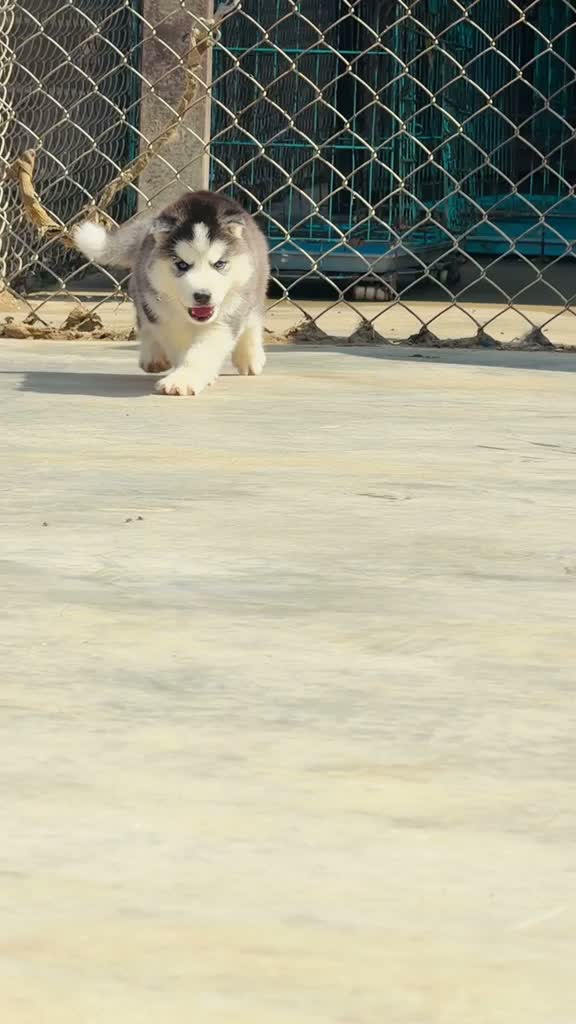 Siberian Husky Puppy | Black & White Color, farm video