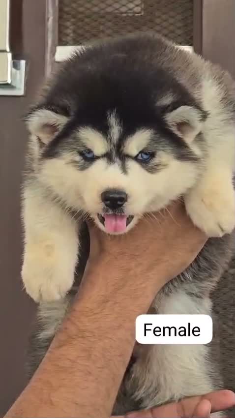Siberian Husky Puppy | Black & White Color, farm video