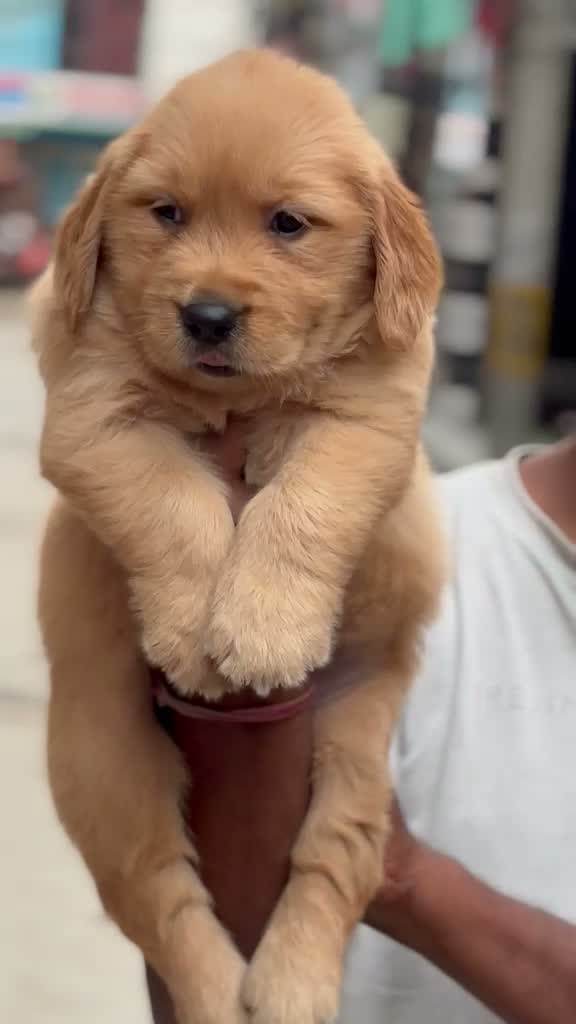 Golden Retriever, farm video