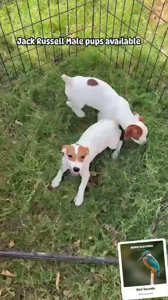 Pitbull Terrier Puppy, farm video