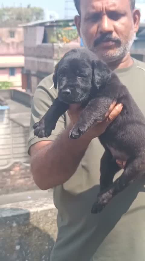 Beagle Black & Tan Puppy, farm video