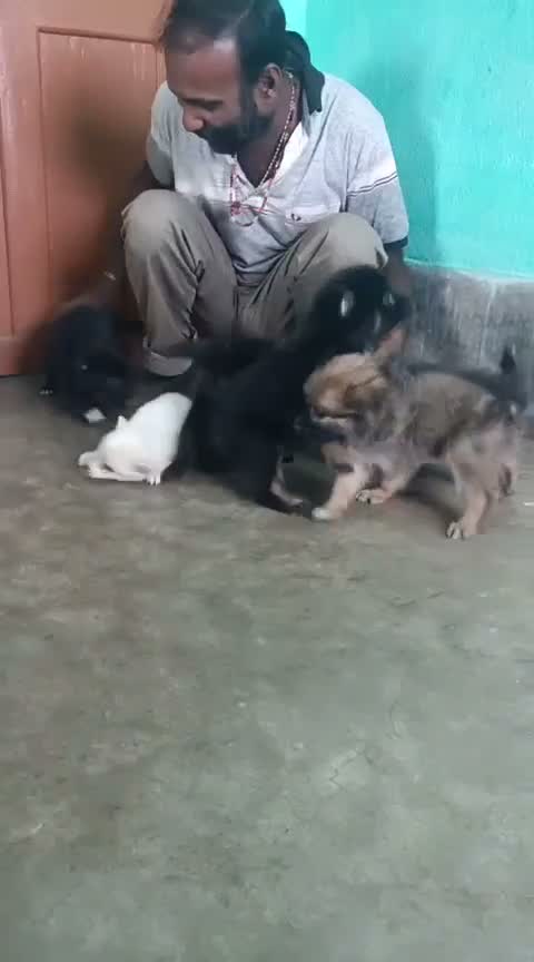 German Shepherd Puppy, farm video